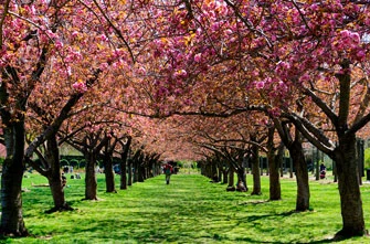 Brooklyn Botanical Garden